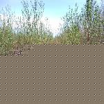 ��Ҷ����